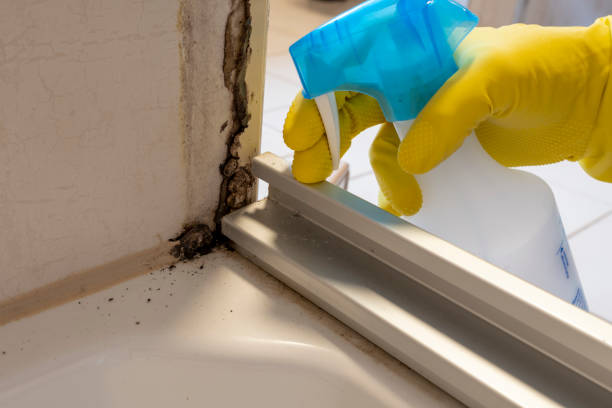 Best Toxic Mold Removal  in Lockport Heights, IL