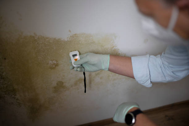 Best Mold Damage Repair  in Lockport Heights, IL