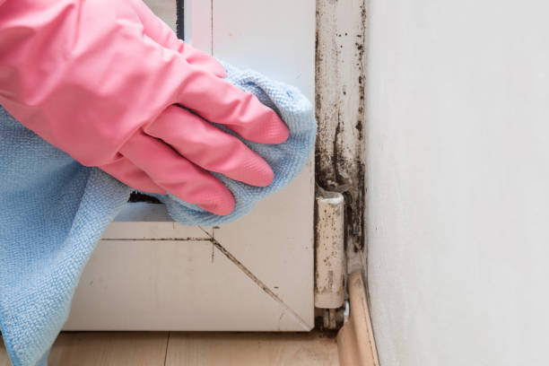 Best Attic Mold Removal  in Lockport Heights, IL