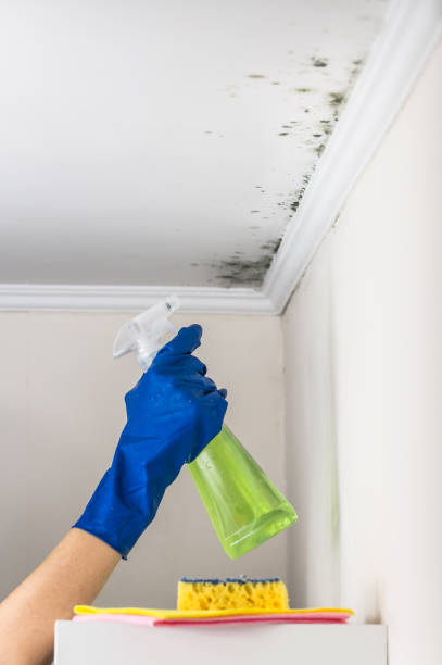 Best Commercial Mold Removal  in Lockport Heights, IL